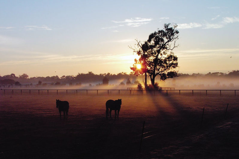 Stallion Farms – Victorian Stallions